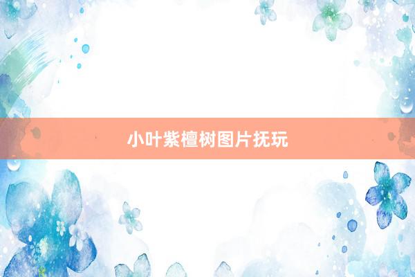 小叶紫檀树图片抚玩